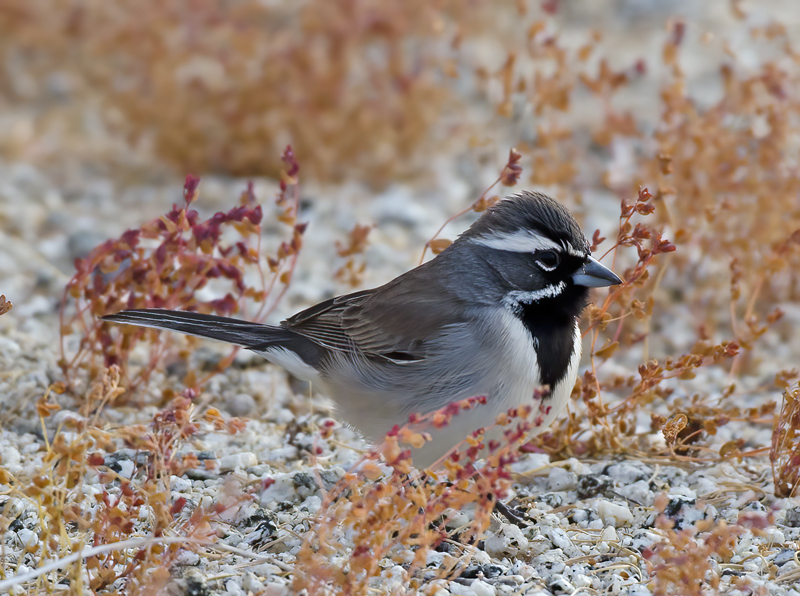 Black-throated_Sparrow_14_CA_016