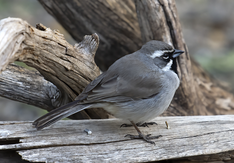 Black-throated_Sparrow_19_TX_006