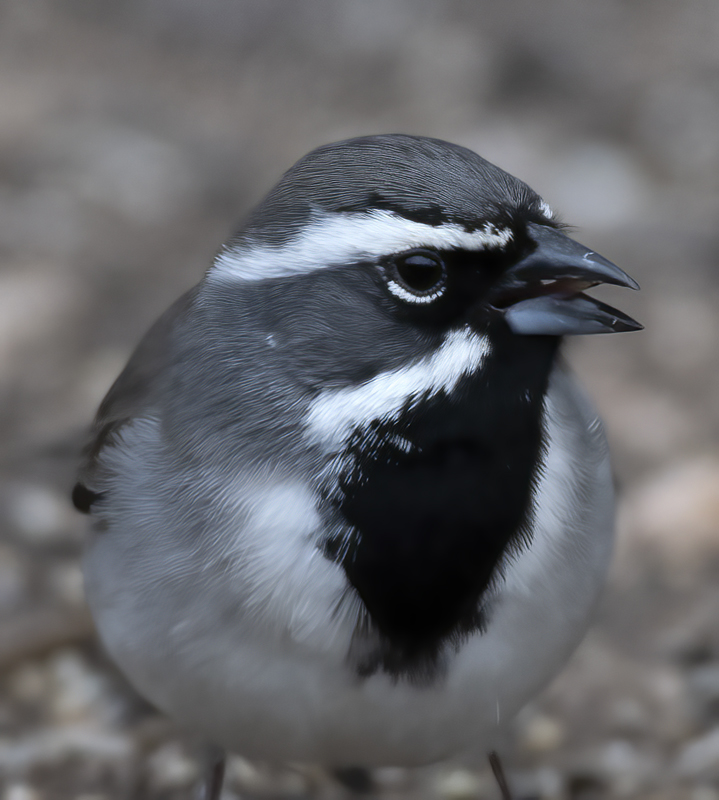 Black-throated_Sparrow_19_TX_011