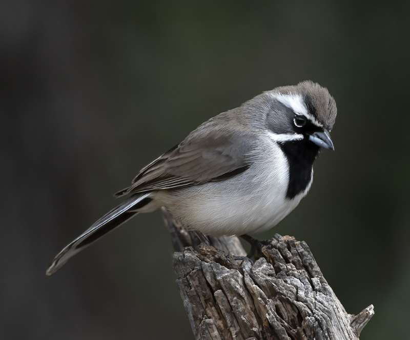 Black-throated_Sparrow_19_TX_014