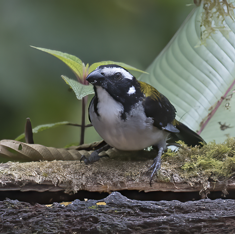 Black-winged_Saltator_18_Ecuador_007