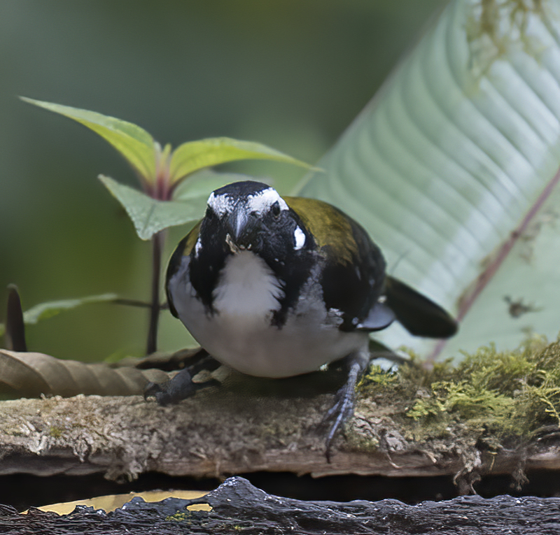 Black-winged_Saltator_18_Ecuador_009