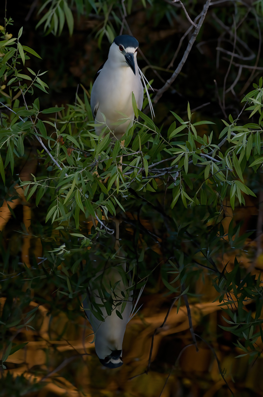 Black_Crowned_Night_Heron_09_FL_030