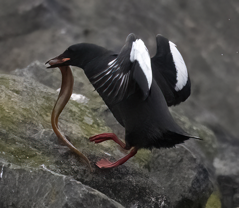 Black_Guillemot_22_Iceland_004