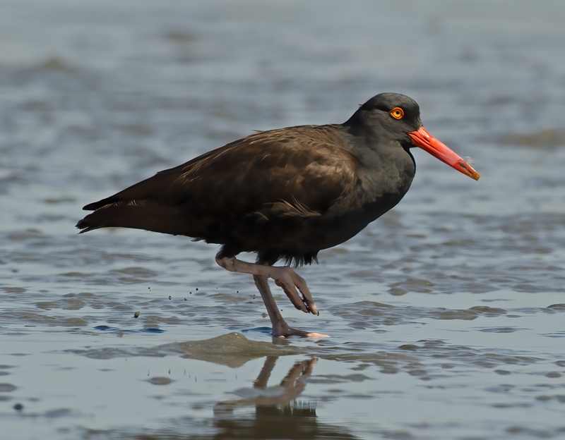 Black_Oystercatcher_14_CA_020