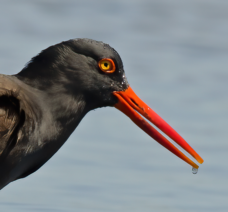 Black_Oystercatcher_14_CA_022