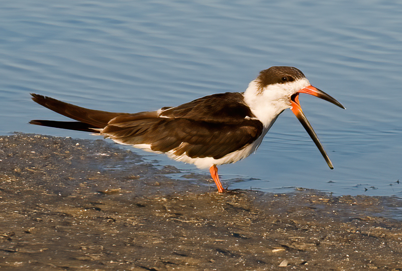 Black_Skimmer_09_FL_026