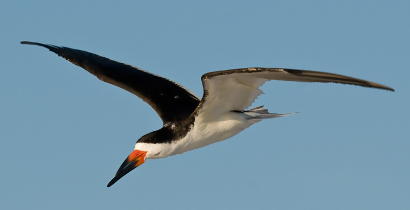 Black_Skimmer_09_FL_042