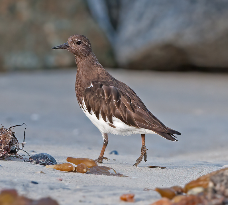 Black_Turnstone_14_CA_026