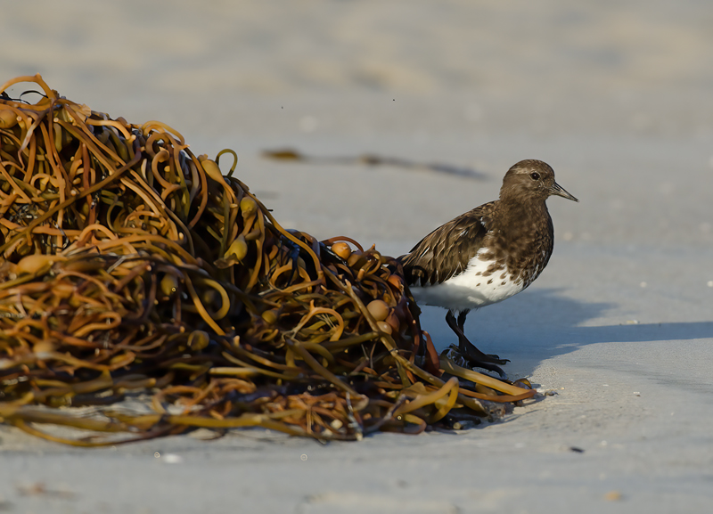 Black_Turnstone_14_CA_041