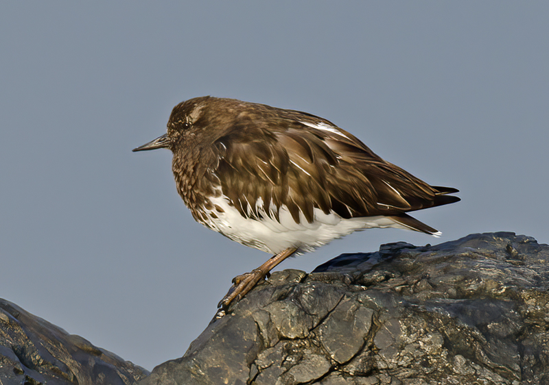 Black_Turnstone_14_CA_042