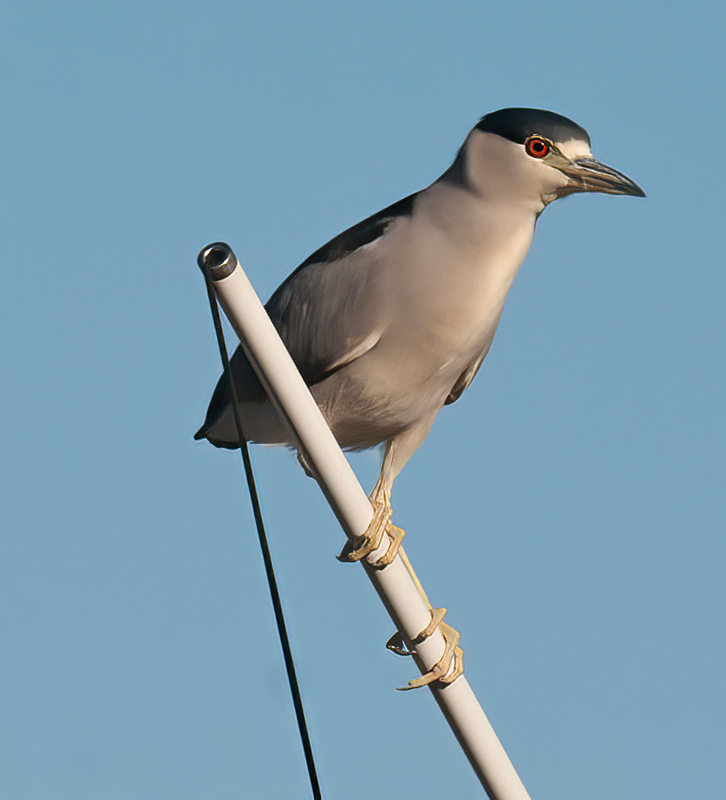 Black_crowned_Night_Heron_10_FL_002