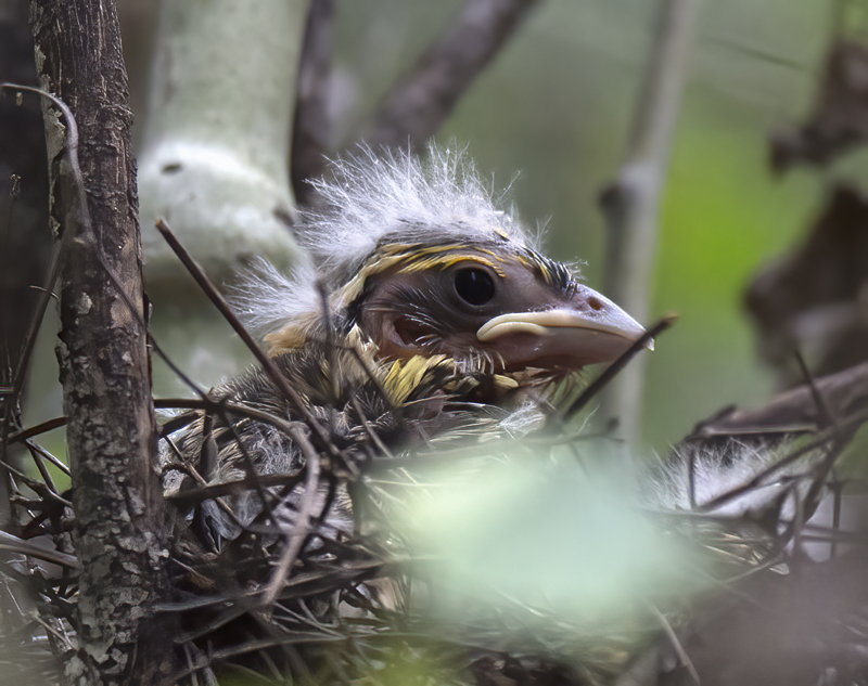 Black_headed_Grosbeak_17_OR_025