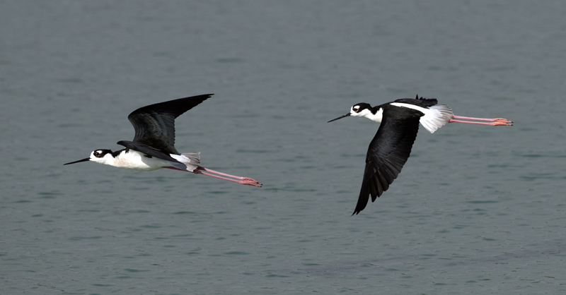 Black_necked_Stilt_24_TX_L_012