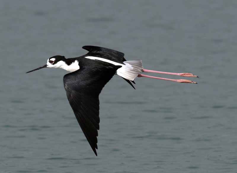 Black_necked_Stilt_24_TX_L_013