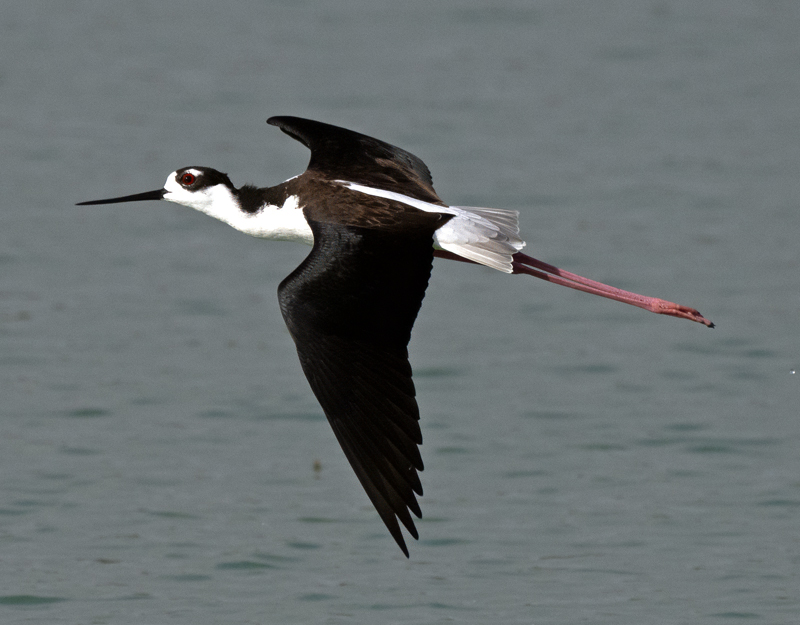 Black_necked_Stilt_24_TX_L_016