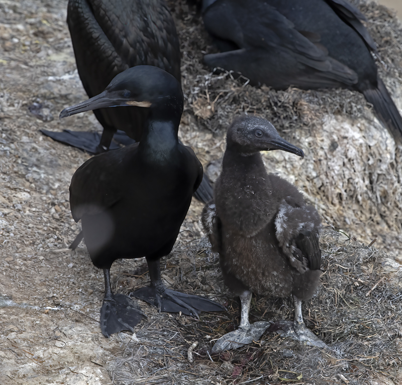 Brandts_Cormorant_21_CA_051