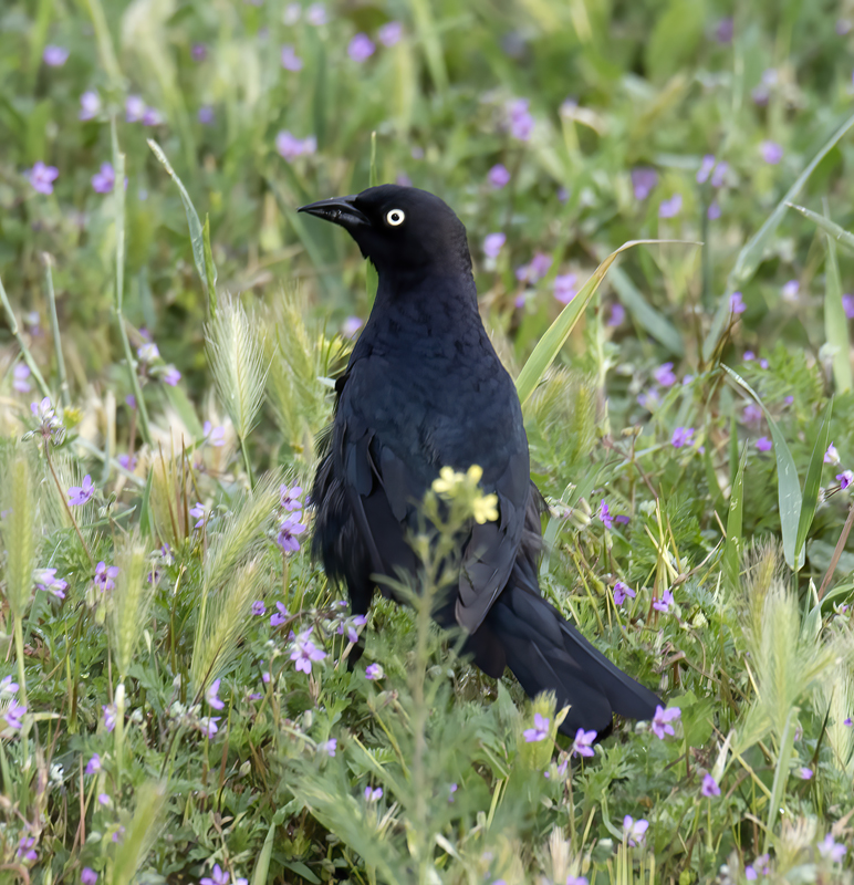 Brewers_Blackbird_17_OR_004