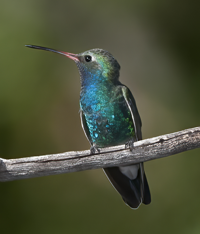 Broad_billed_Hummingbird_14_AZ_025