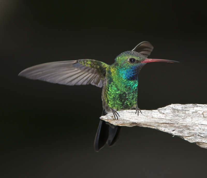 Broad_billed_Hummingbird_15_AZ_028