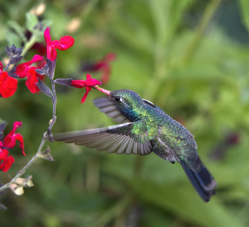 Broad_billed_Hummingbird_15_AZ_044
