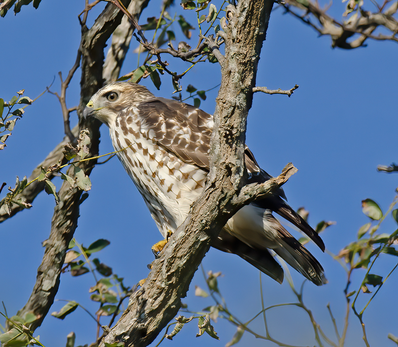 Broad_winged_Hawk_12_NJ_001