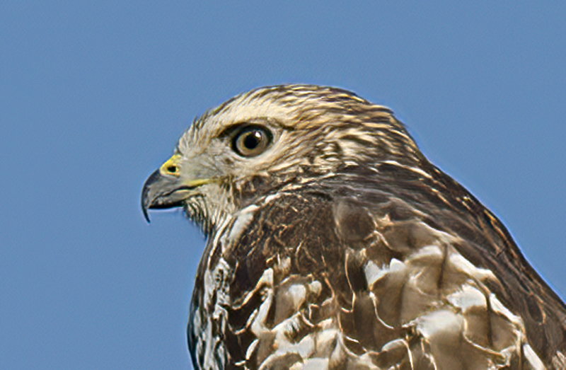 Broad_winged_Hawk_12_NJ_010