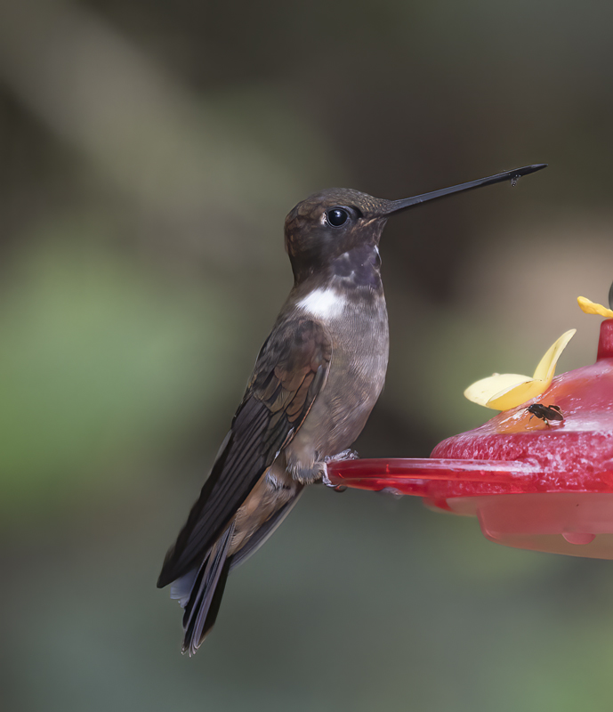 Brown_Inca_18_Ecuador_025