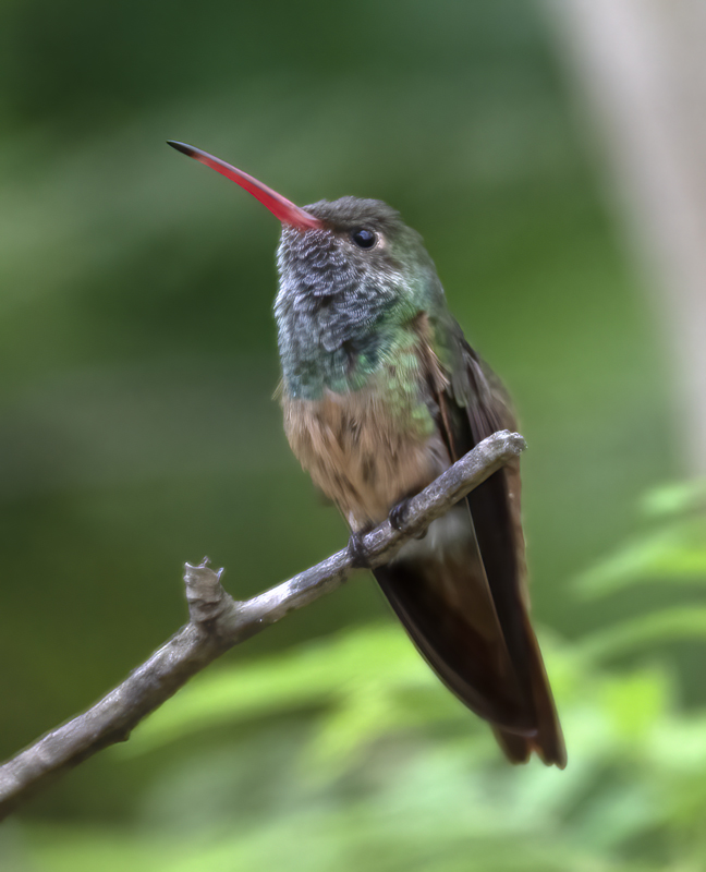 Buff-bellied_Hummingbird_19_TX_064