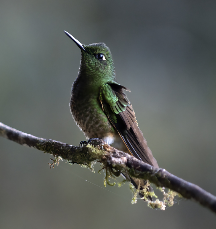 Buff-tailed_Coronet_18_Ecuador_034