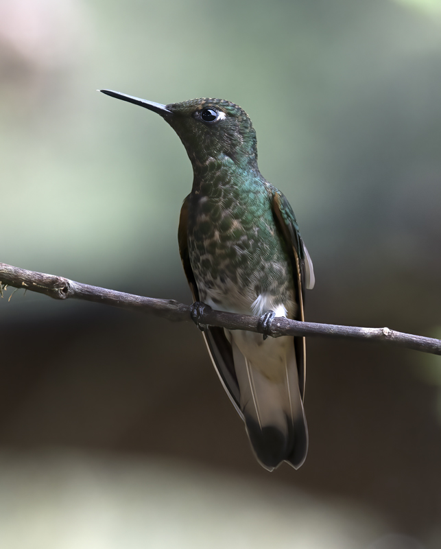 Buff-tailed_Coronet_18_Ecuador_112