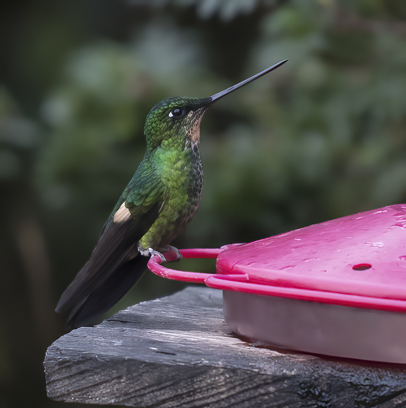 Buff-winged_Starfrontlet_18_Ecuador_008