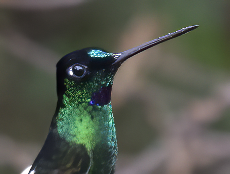 Buff-winged_Starfrontlet_18_Ecuador_024