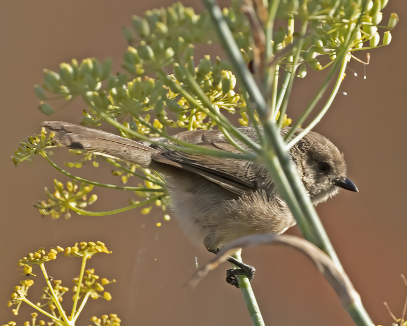 Bushtit_21_CA_001