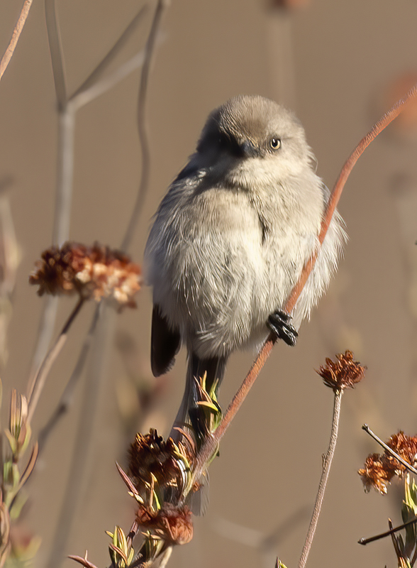Bushtit_21_CA_002