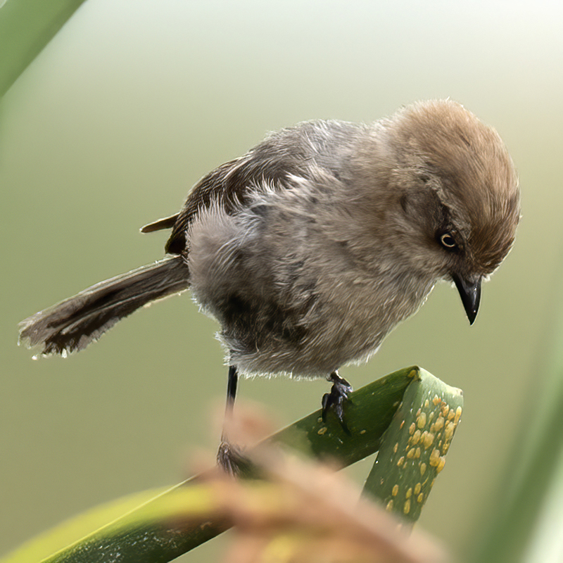 Bushtit_21_CA_009