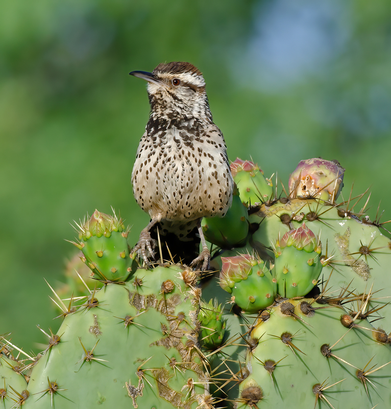 Cactus_Wren_13_CA_033