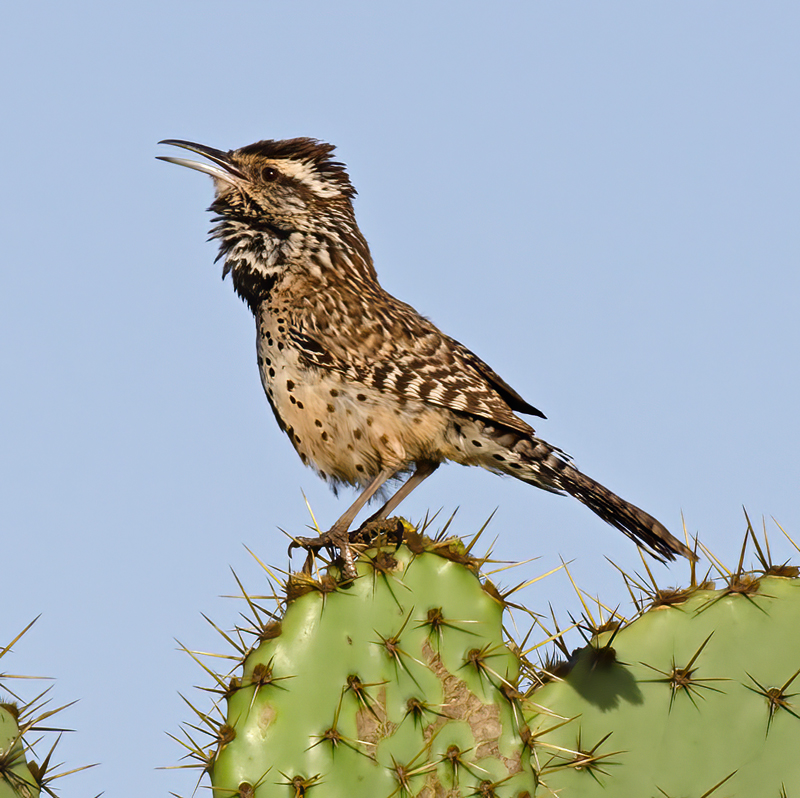 Cactus_Wren_13_CA_057
