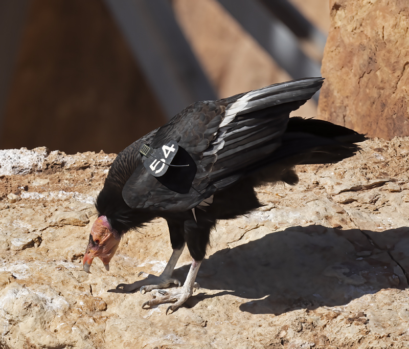 California-Condor_21_AZ_037