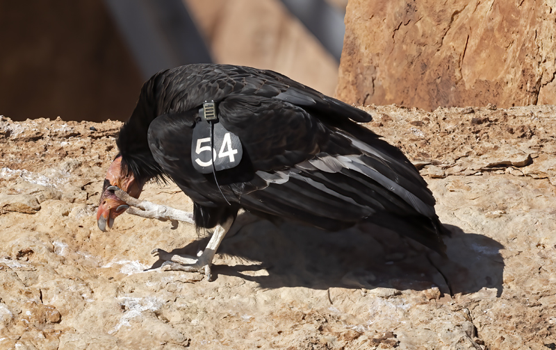 California-Condor_21_AZ_039