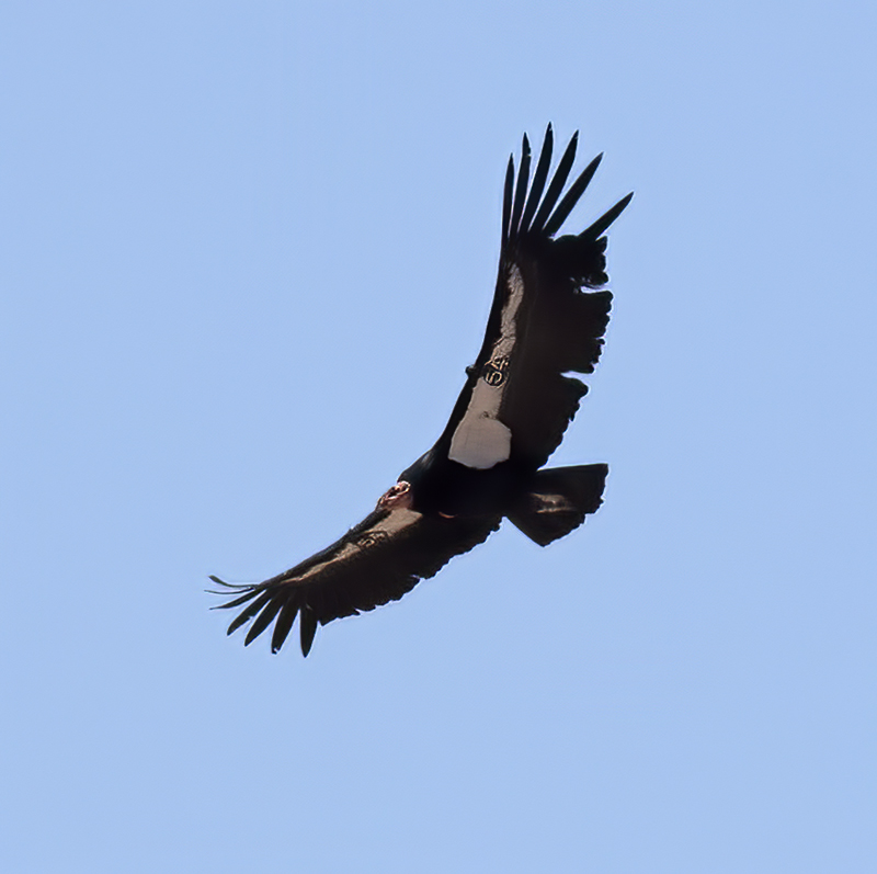 California-Condor_21_AZ_040