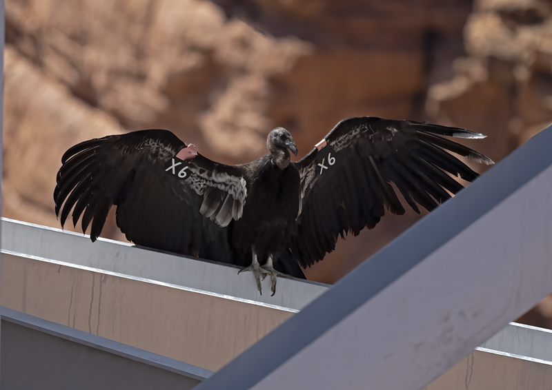 California-Condor_21_AZ_070
