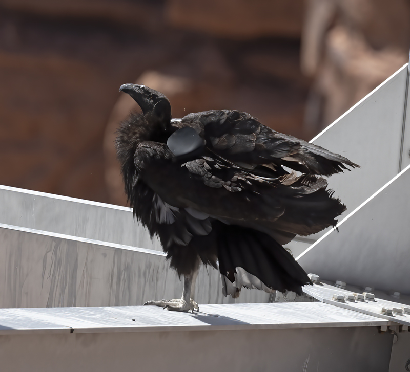 California-Condor_21_AZ_074