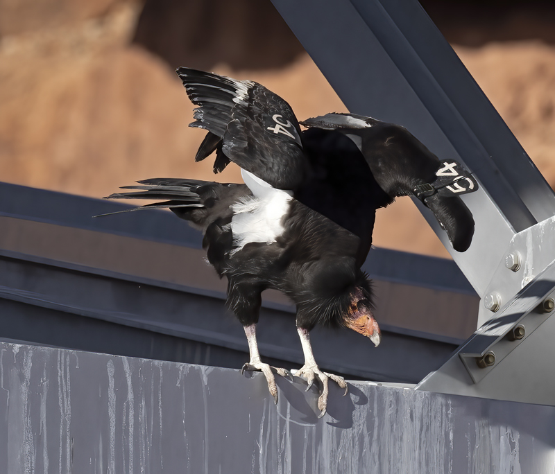 California-Condor_21_AZ_103
