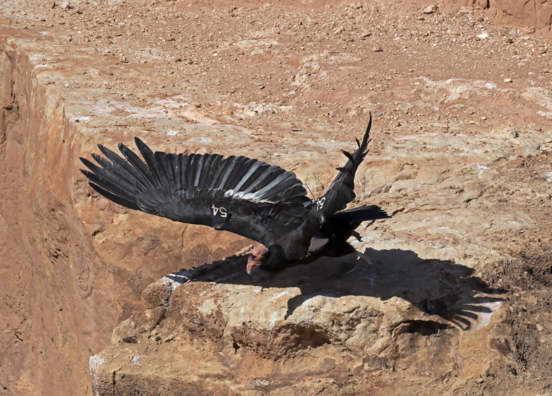 California-Condor_21_AZ_142