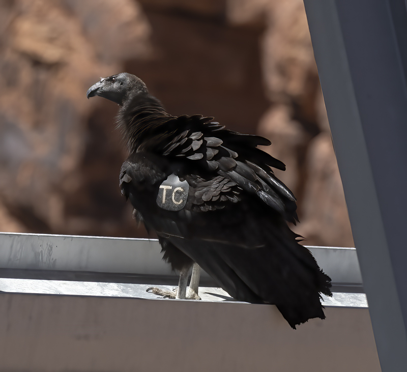California-Condor_21_AZ_147