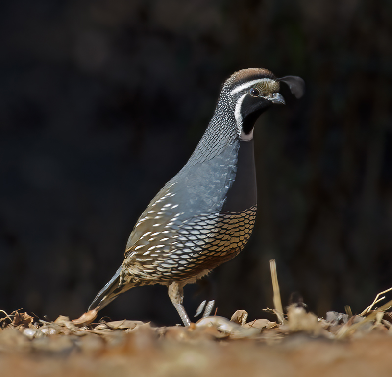 California_Quail_12_CA_001