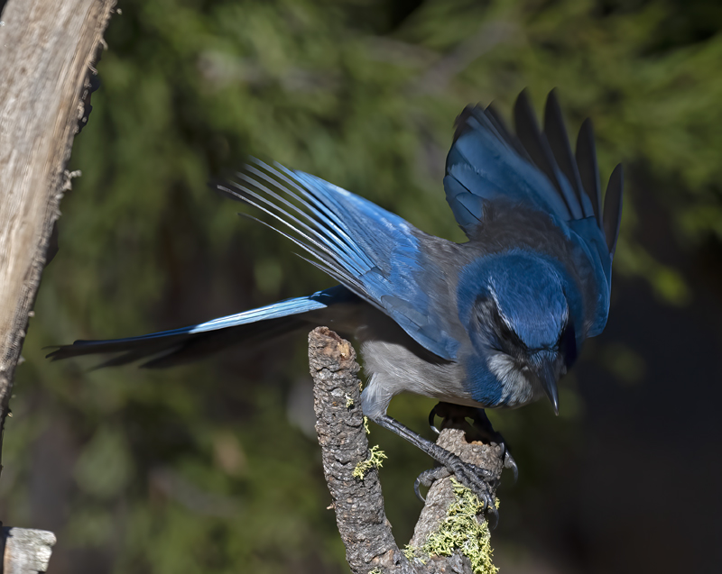 California_Scrub-Jay_21_CA_004