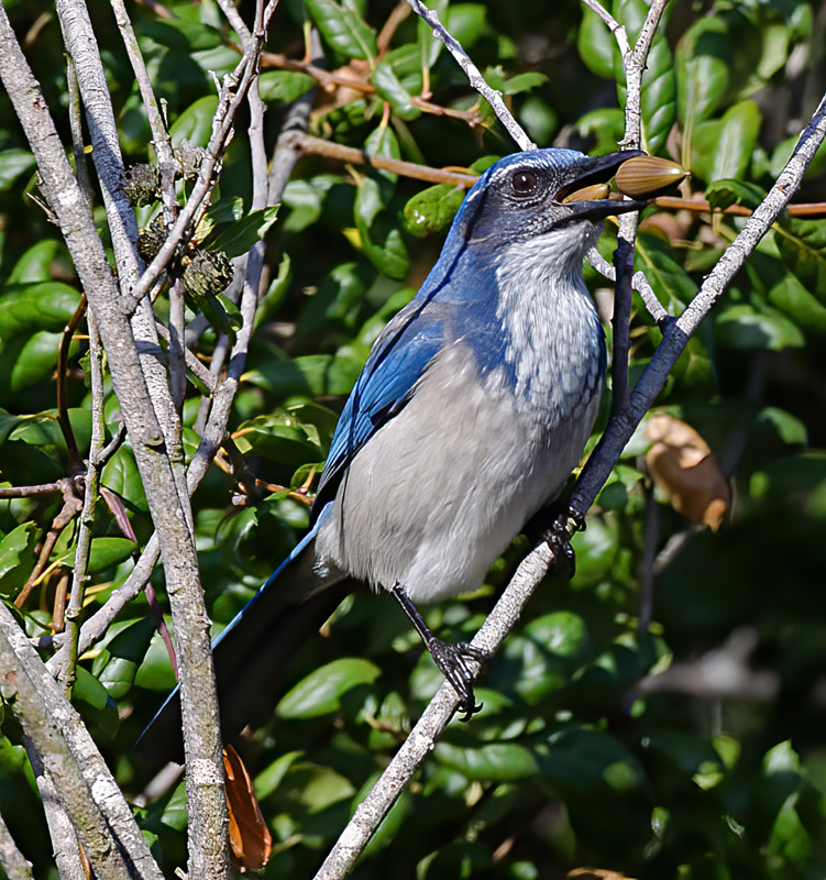 California_Scrub_Jay_11_CA_018