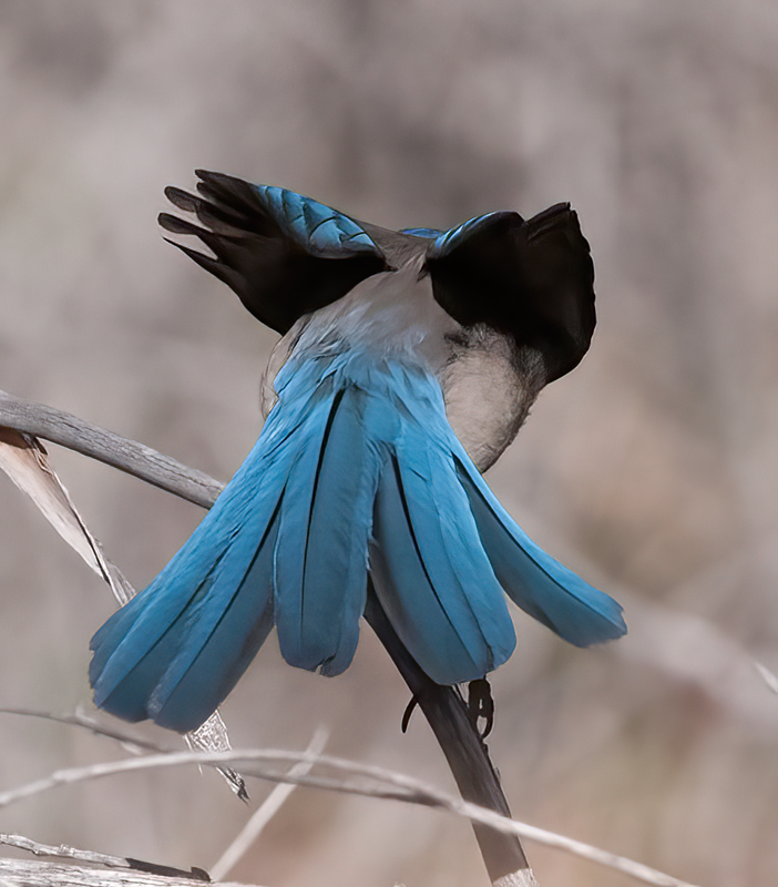 California_Scrub_Jay_13_CA_029